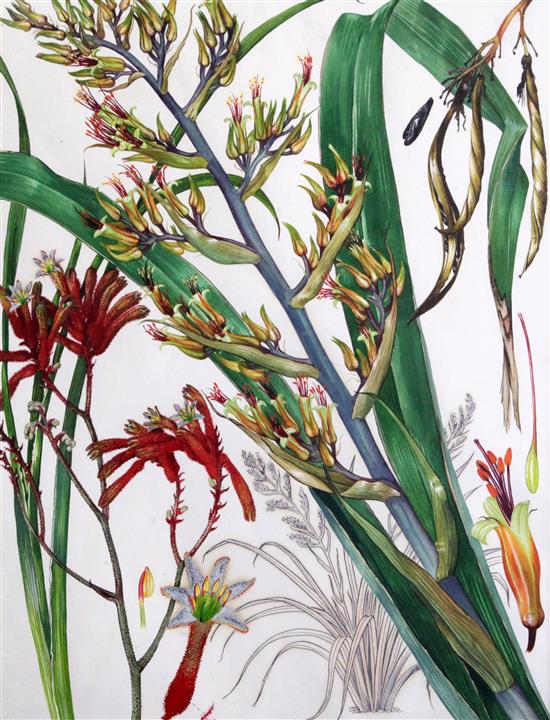 Barbara Mary Steyning Everard (1910-1990) four original designs for Wild Flowers of the World (plates 144, 158, 164, 166) 17 x 13in.